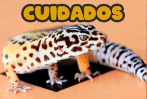 cuidados gecko leopardo