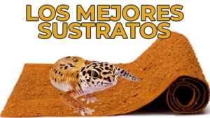 sustrato para gecko leopardo
