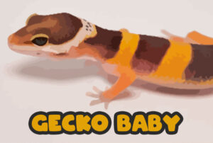 gecko leopardo baby bebe