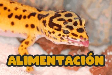 Alimentacion menu Todo sobre la alimentación de los geckos leopardo