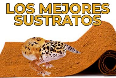 sustrato-para-gecko-leopardo sustrato para gecko leopardo
